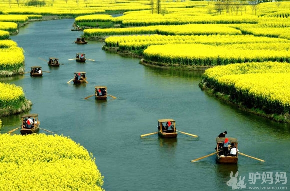田间泛舟，徜徉独一无二的水上花海，兴化千岛油菜花节全攻略2