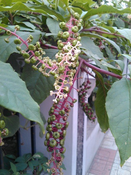夏游_天津。天津之眼，远远大大的摩天轮17