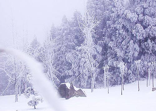 “东方瑞士”——仙女山森林公园(图)2
