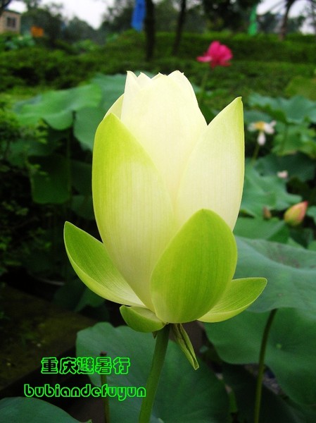 【重庆避暑行】（3）巴郡禅世界10