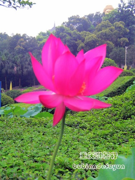 【重庆避暑行】（3）巴郡禅世界2