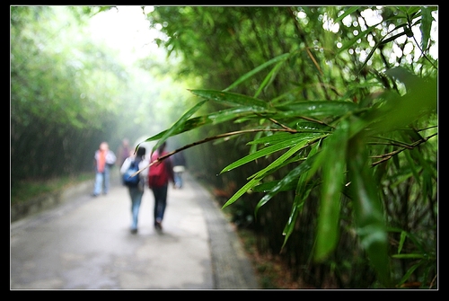 最成都游玩篇--熊猫基地7