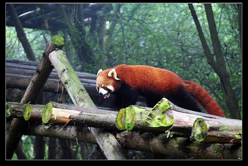 最成都游玩篇--熊猫基地5