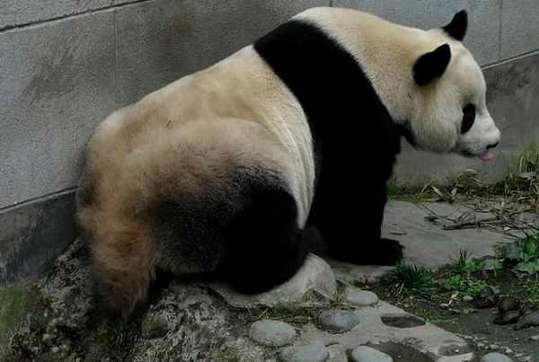 可爱的国宝－－大熊猫1
