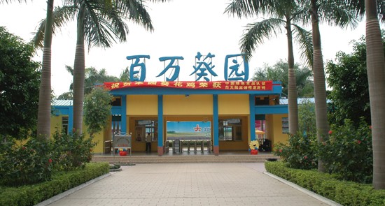  百万葵园 广州百万葵园介绍 广州百万葵园游记1