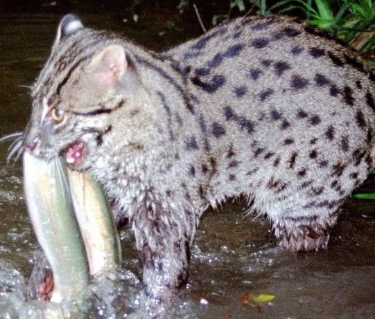 钓鱼猫现身柬埔寨