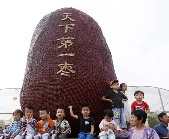 郑州现天下第一枣