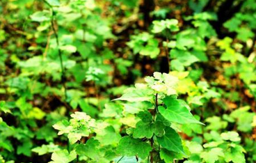 南京现冰川纪植物