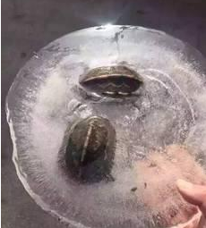 乌龟冻在冰里