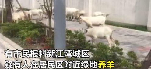 小区边现圈地放羊