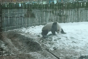 大熊猫见大雪打滚