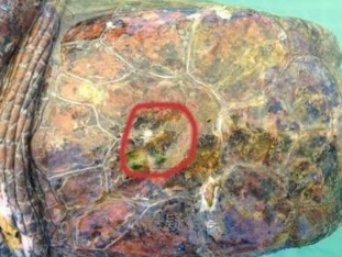 男子脚踩海龟拍照
