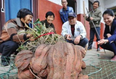 浙江现巨无霸番薯