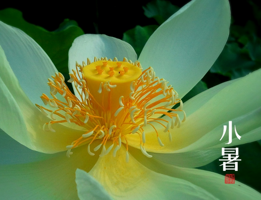 2015年小暑节气时间1