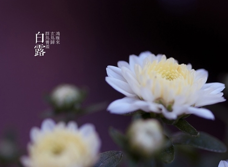 白露的谚语1