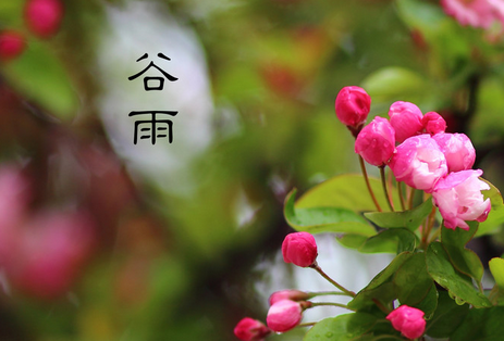 谷雨有什么特点1