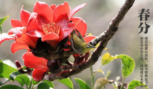 春分节气吃什么1