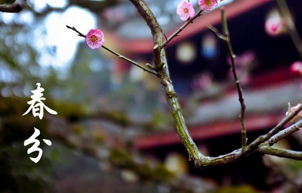 春分节气谚语1