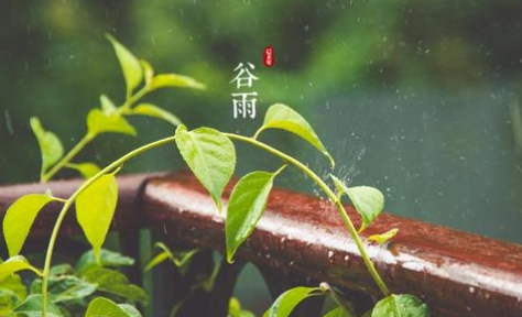 谷雨的由来是什么1