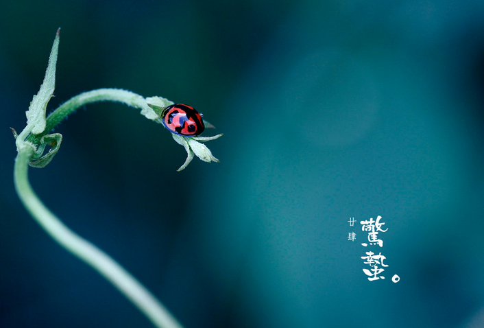 惊蛰节气养生吃什么蔬菜1