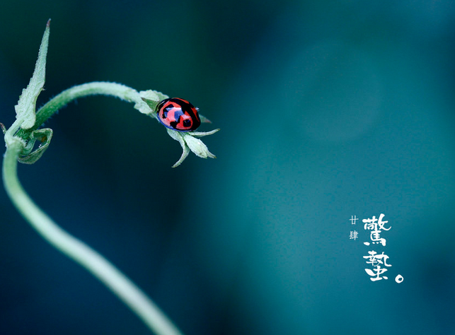 惊蛰适合干什么1