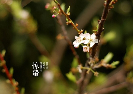惊蛰适合吃什么1