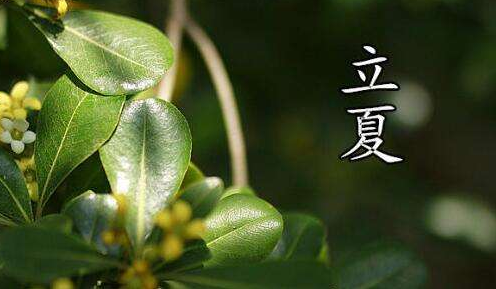 浙江立夏吃什么1