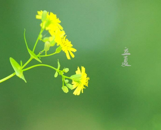 立夏节气谚语大全1