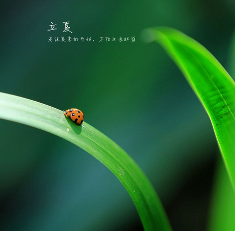 关于立夏节气诗歌1