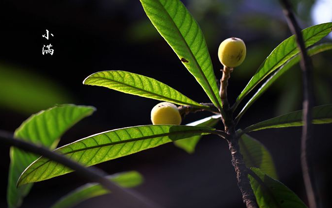小满风俗特点都有哪些1