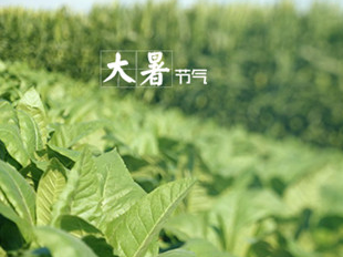 2017年节气大暑是几月几号1