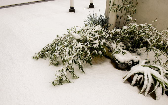 杭州降首场大雪1