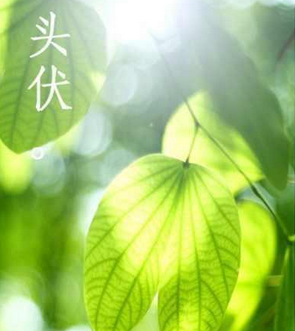 2016头伏第一天是几号1